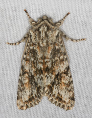 Egira cognata
