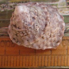 Coelotrochus viridis