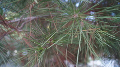 Pinus