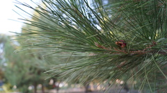 Pinus