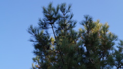 Pinus