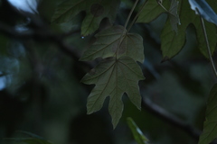 Oreopanax fulvus