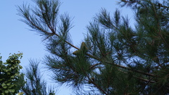 Pinus