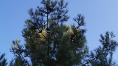 Pinus