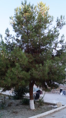 Pinus
