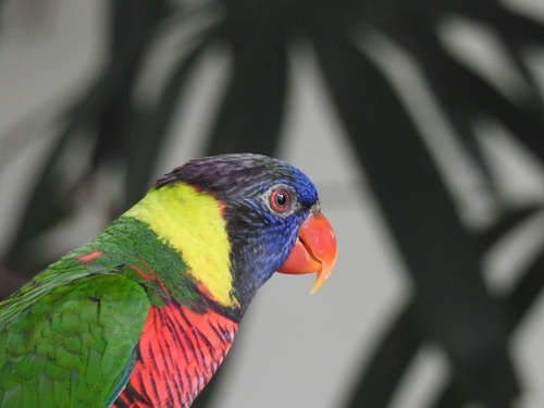 Trichoglossus haematodus