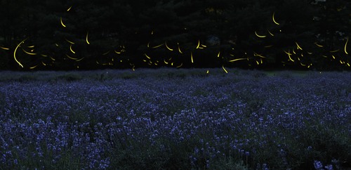 Common Eastern Firefly photographed in Nevada