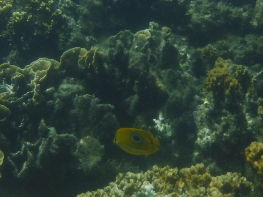 Bluelashed butterflyfish