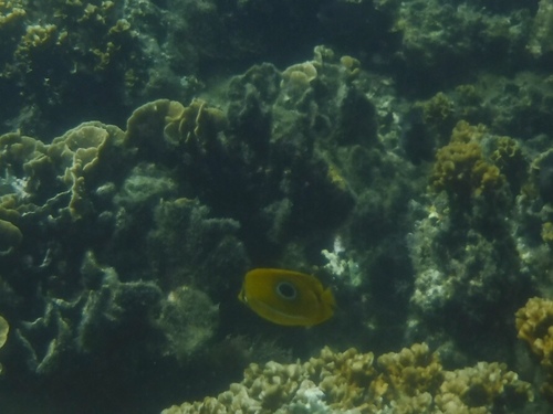 Chaetodon bennetti