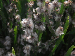 Baccharis trimera