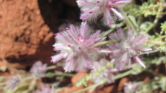 Ptilotus sessilifolius