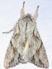 Egira crucialis