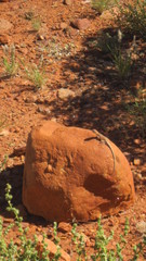 Tympanocryptis centralis