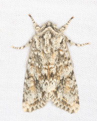 Egira cognata