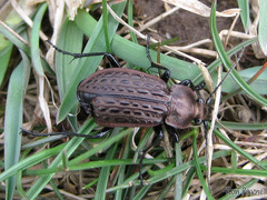 Carabus maeander