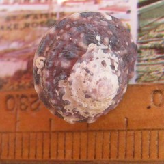 Modelia granosa