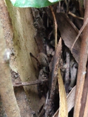 Polybetes pythagoricus