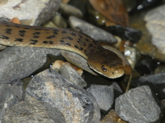 Clarence River Snake photo 1