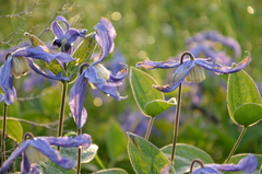Clematis integrifolia