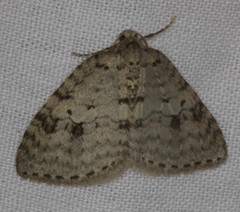 Venusia duodecemlineata