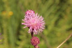 Campuloclinium macrocephalum