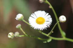 Leptostelma maximum