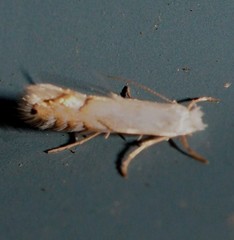 Phyllonorycter clemensella