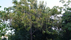 Catalpa