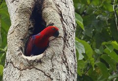 Eclectus roratus polychloros