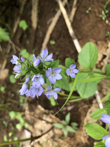 Veronica stelleri iNat (3)