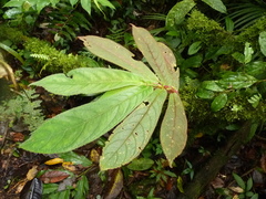 Columnea polyantha