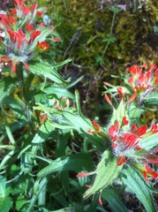 Castilleja hispida hispida