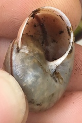 Helminthoglypta phlyctaena
