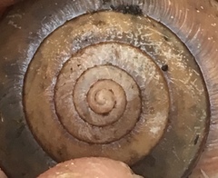 Helminthoglypta phlyctaena
