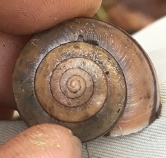 Helminthoglypta phlyctaena