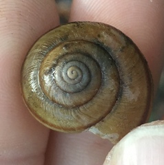 Helminthoglypta phlyctaena