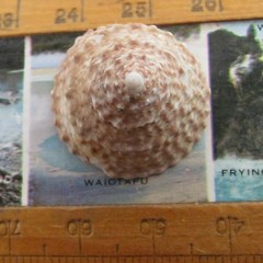 Coelotrochus viridis