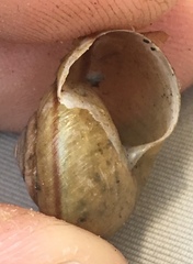 Helminthoglypta phlyctaena