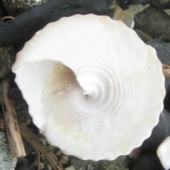 Coelotrochus viridis