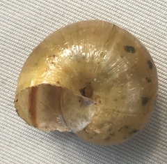 Helminthoglypta phlyctaena