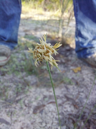 Image of Bulbostylis warei by (c) Athena Philips, some rights reserved (CC BY)