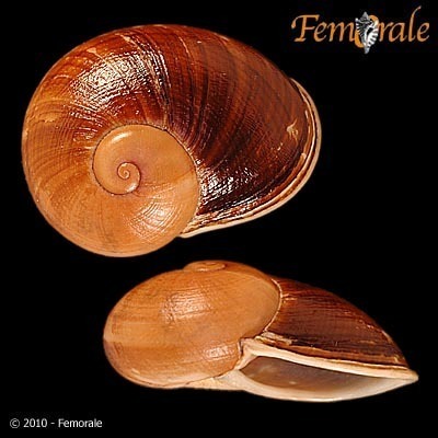 Madagascar Land Snail