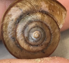 Helminthoglypta phlyctaena