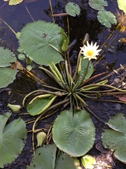 Nymphaea pulchella