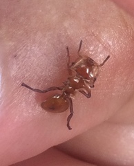 Cephalotes clypeatus