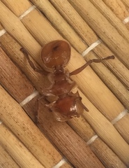 Cephalotes clypeatus