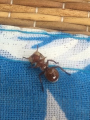 Cephalotes clypeatus