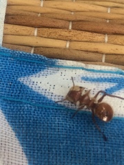 Cephalotes clypeatus