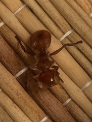 Cephalotes clypeatus