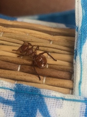 Cephalotes clypeatus